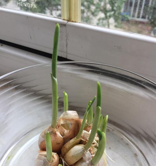 大蒜发芽了可以吃吗（发芽的大蒜是否还有营养价值）