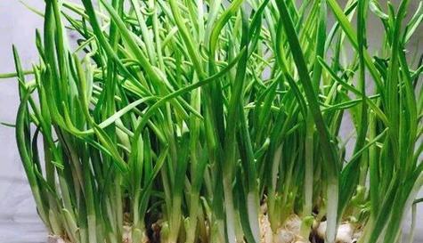 如何科学地给大蒜浇水（大蒜的生长特点）