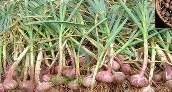 大蒜种植月份选择的重要性（如何选择大蒜的种植月份）