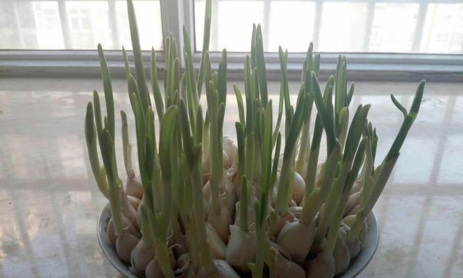 大蒜种植月份选择的重要性（如何选择大蒜的种植月份）