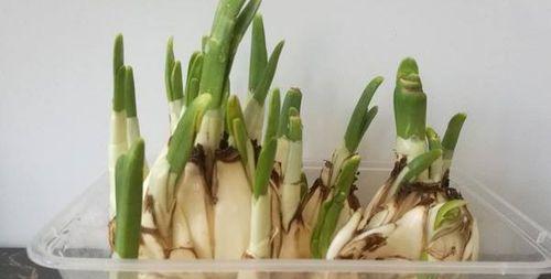 大蒜种植季节详解（选择最佳时间）