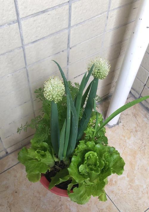 大蒜开花预示着什么（探秘大蒜开花的神秘面纱）