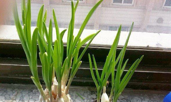 大蒜可以冷冻保存吗（保存大蒜的正确方法及注意事项）