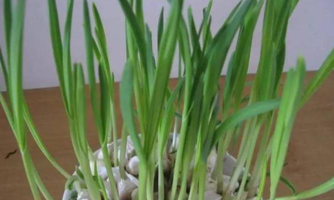 大蒜可以冷冻保存吗（保存大蒜的正确方法及注意事项）