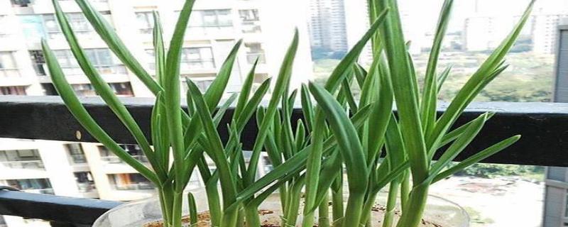 大蒜的种植技巧（如何在土里成功种植大蒜）