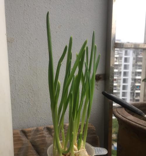 大蒜的种植技巧（如何在土里成功种植大蒜）