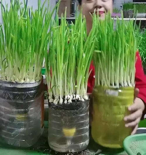 大蒜苗的种植方法和时间（打造丰收的大蒜苗园）