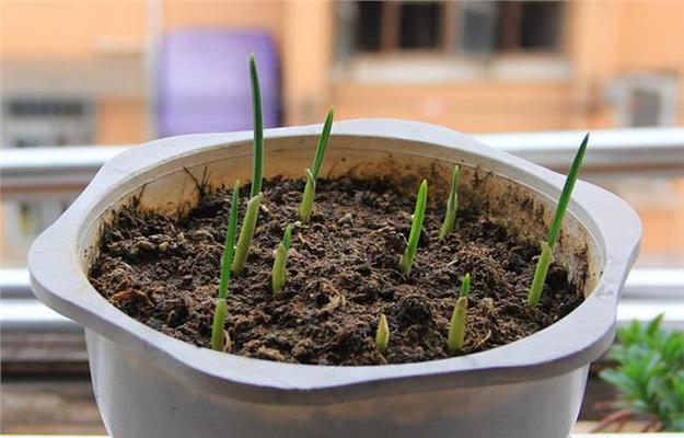 大蒜苗的种植方法和时间（打造丰收的大蒜苗园）