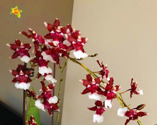 洋兰花的寓意与象征（洋兰花的花语）