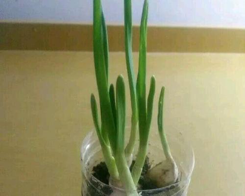大蒜能否放冰箱（冰箱存储是否会影响大蒜的营养价值）