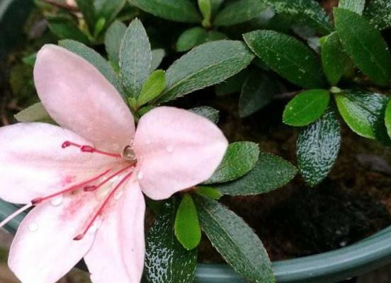 养杜鹃花的寓意与意义（探索花草养育的内在价值与人生启示）