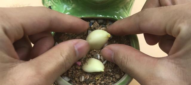 大蒜不能晒太阳（探究大蒜在阳光下的秘密）