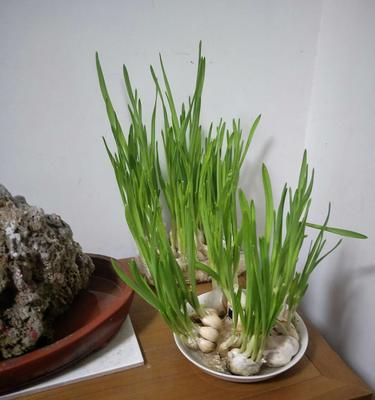 大蒜泡水浇发财树的神效（揭秘大蒜泡水浇发财树的方法及注意事项）