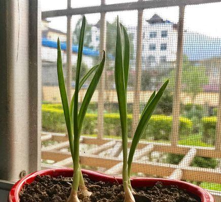 大蒜生长环境条件及特点（了解大蒜的生长环境）