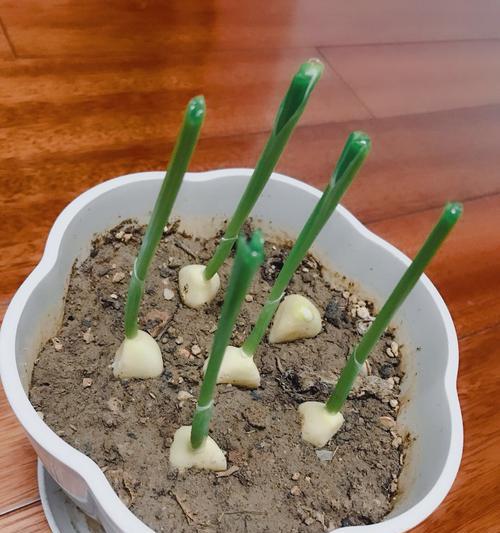 探究大蒜生长条件与特性（从生长环境到营养成分全方位解析大蒜）