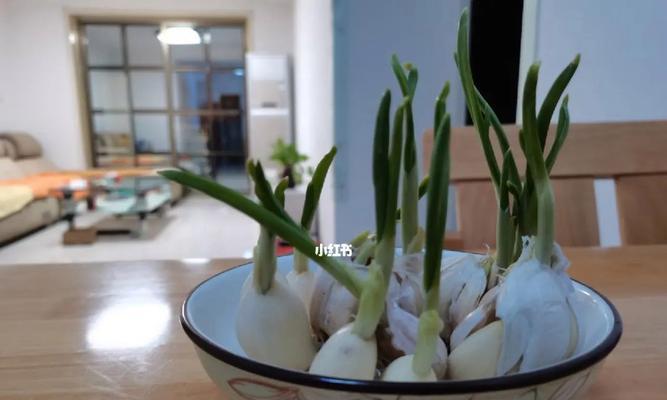 探究大蒜生长条件与特性（从生长环境到营养成分全方位解析大蒜）