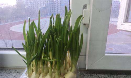 大蒜的生长温度是多少度（探究影响大蒜生长温度的因素及适宜温度范围）