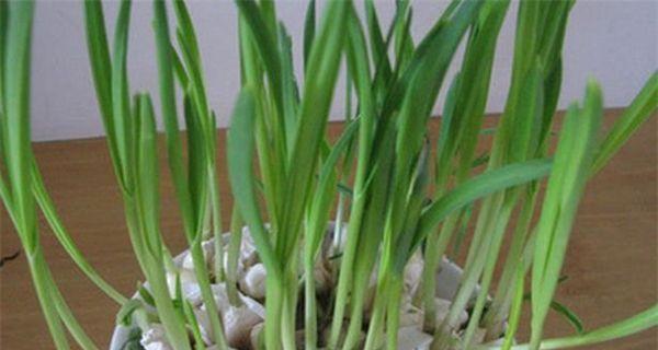 大蒜施肥技巧大揭秘（掌握最佳施肥方法提高大蒜产量）