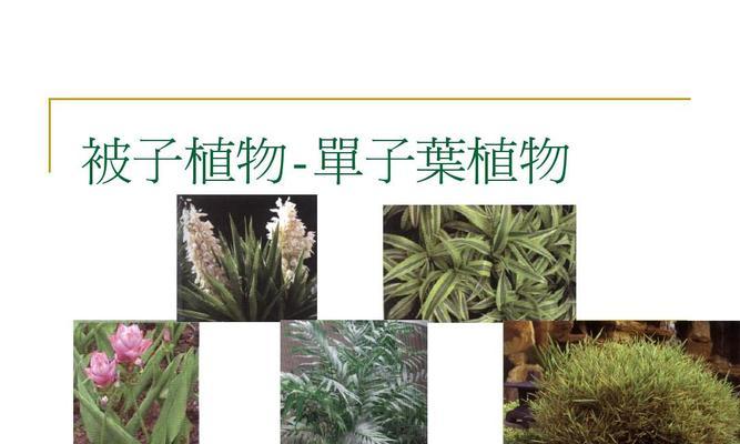 大蒜是单子叶植物，你真的了解它吗（大蒜的特征）