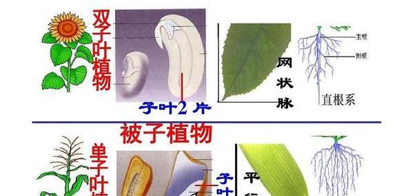 大蒜是单子叶植物，你真的了解它吗（大蒜的特征）
