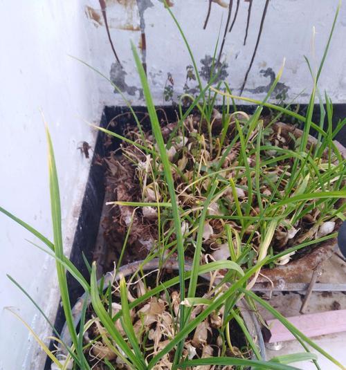大蒜的根系类型及其特点（探究大蒜的根系类型与其生长环境）