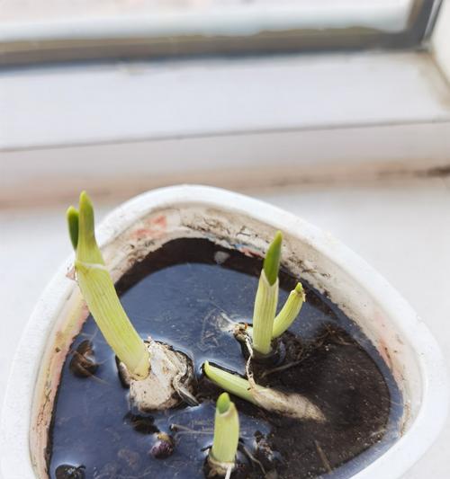 大蒜-一种常见的蔬菜植物（从生长环境到营养成分全面了解大蒜）