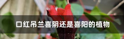 大蒜的光照条件及生长环境剖析（从喜阳到喜阴）