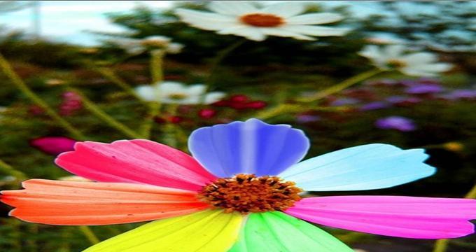 依米花（传递美好与勇气的花朵）
