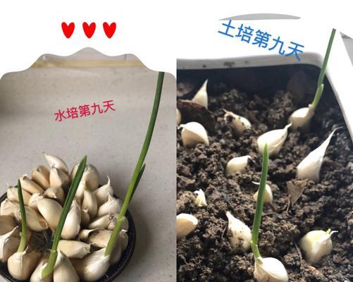 大蒜种植技巧（大蒜种植所需的土壤类型）