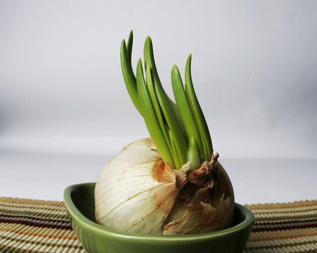 大蒜——一种重要的蔬菜作物（传统中草药和调味品）