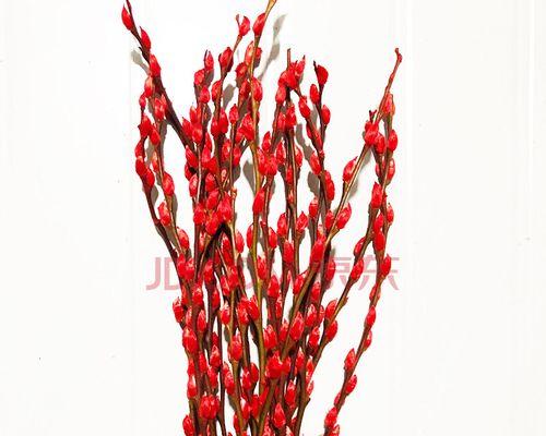 银柳花语的美丽意义（探秘银柳的花语和象征意义）