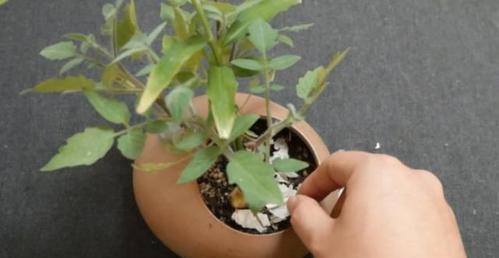 大蒜水对植物的影响（大蒜水浇花有什么好处）