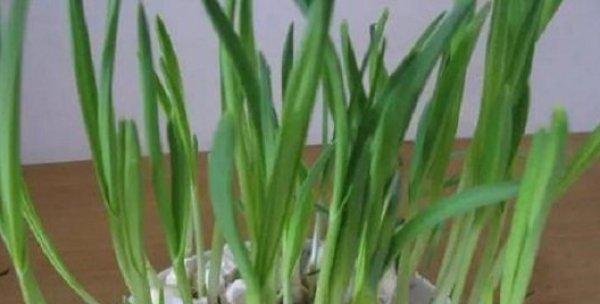 大蒜叶子为什么发黄（原因分析及预防措施）
