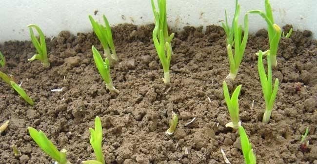 大蒜种植的肥料选择（从肥料类型到使用方法）