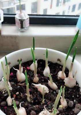 如何保存大蒜时间长（让大蒜保鲜更久）