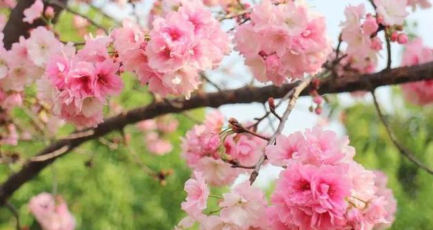 樱花花语（揭秘樱花的花语与传说）