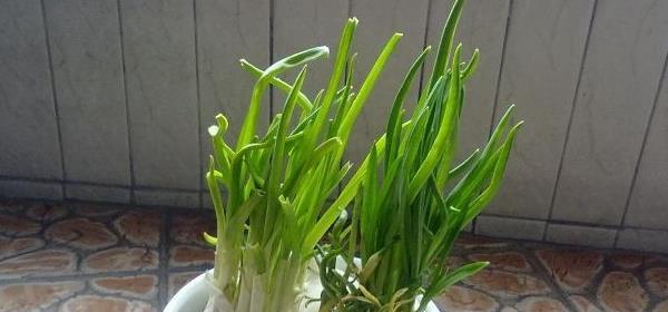 如何让大蒜顺利度过冬天（种植技巧）