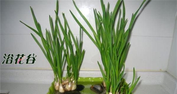 如何让大蒜顺利度过冬天（种植技巧）