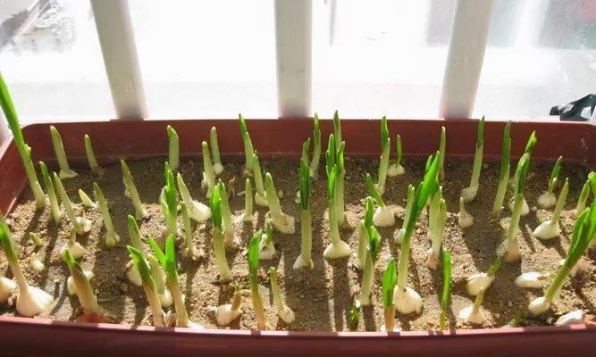 大蒜种植时间和方法详解（在家种植大蒜）
