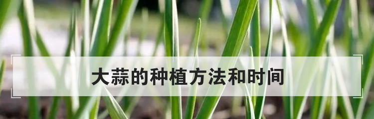 大蒜种植时间和方法详解（在家种植大蒜）