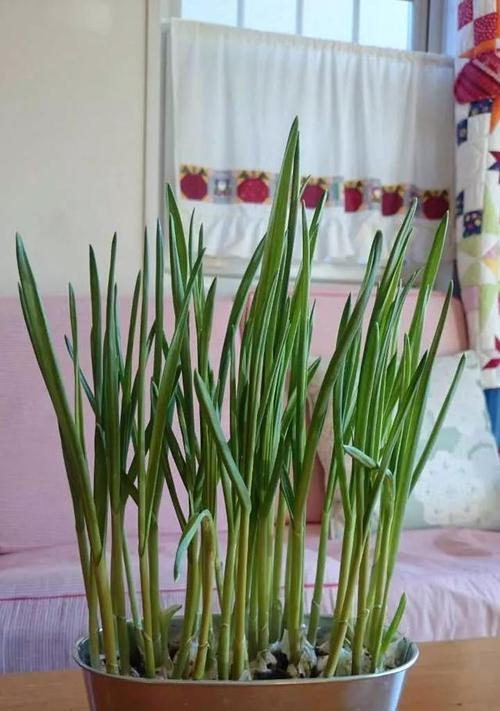 大蒜种植时间和方法详解（在家种植大蒜）