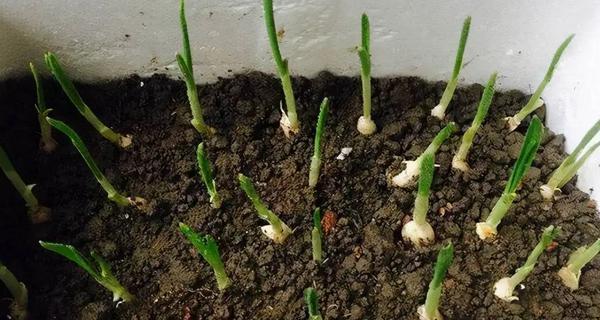 大蒜种植时间与生长周期（掌握最佳种植时间）