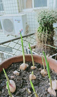 大蒜种子的种植方法（轻松掌握大蒜种子的种植技巧）