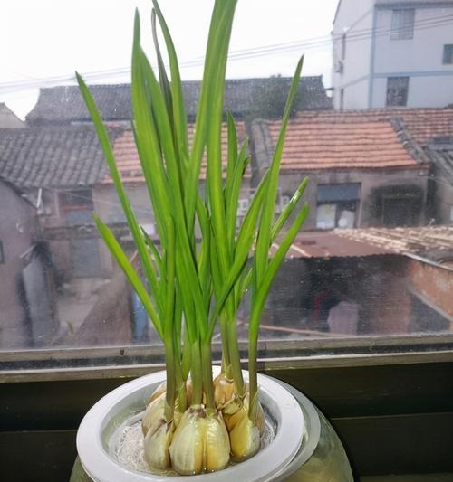 大蒜种子的种植方法（轻松掌握大蒜种子的种植技巧）