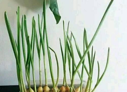 大蒜种子的种植技巧（从选种到收成）