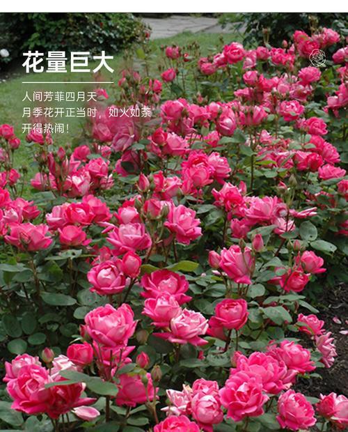 大天使月季的优缺点（为您解析大天使月季的特点及适宜环境）