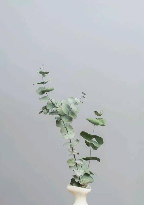尤加利的花语与意义（深入解读尤加利的神秘象征）