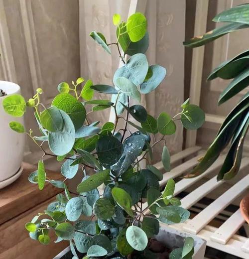 尤加利的花语与意义（深入解读尤加利的神秘象征）