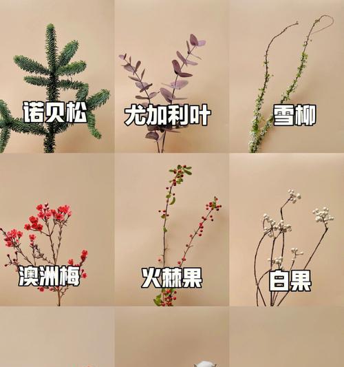 尤加利叶花语之美（尤加利叶花语的象征意义与文化传承）