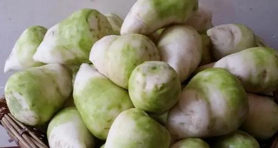 大头菜种植全指南（种植时间）